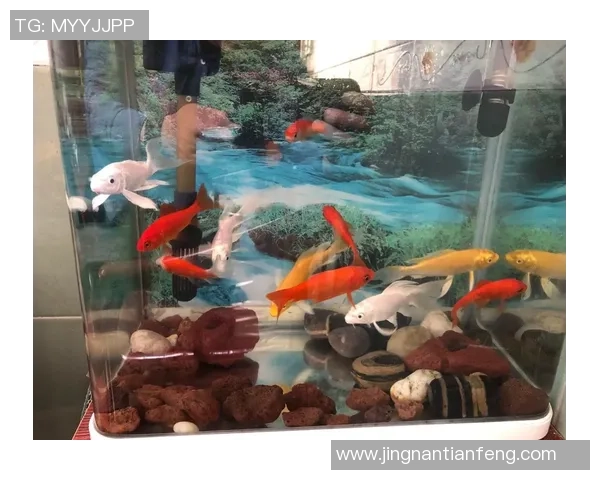 足球明星分享家养鱼趣事视频揭秘养鱼技巧与生活乐趣 足球明星分享家养鱼趣事视频揭秘养鱼技巧与生活乐趣